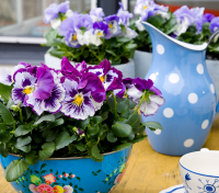 Kleur in je tuin met vrolijke violen!