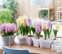 Met hyacinten haal je de lente in huis!