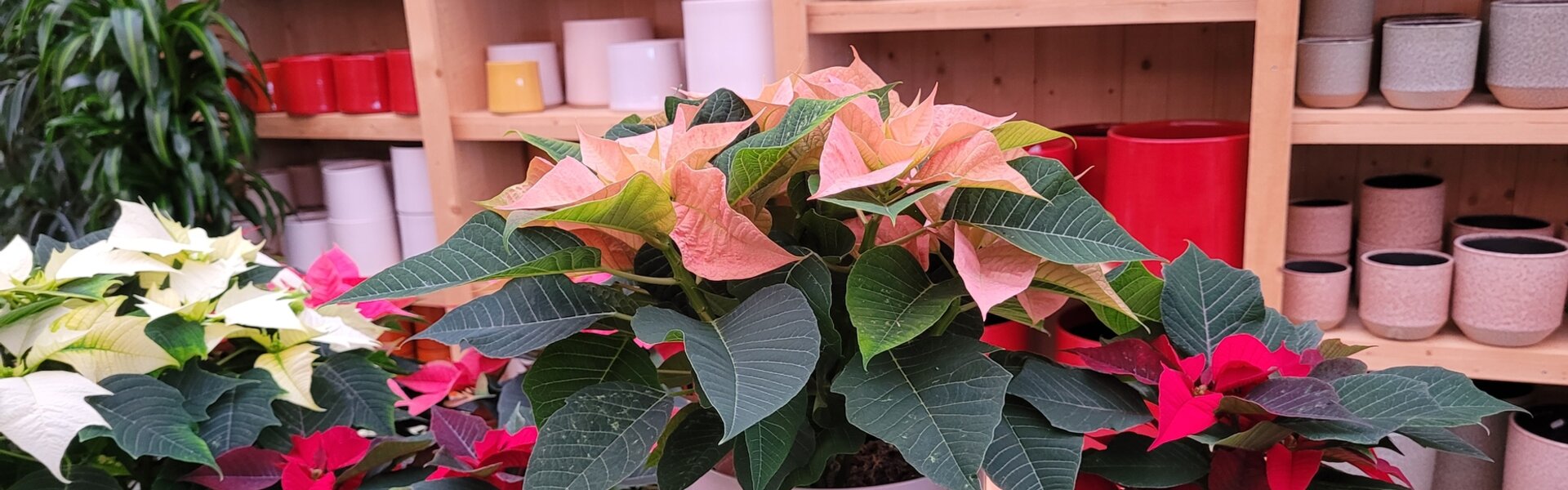 Vernieuwend en groot assortiment