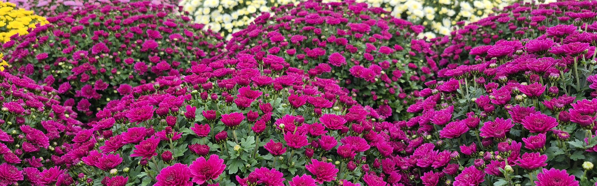 Vernieuwend en groot assortiment