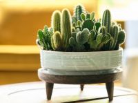 Cactus: Woonplant van de Maand augustus 2020