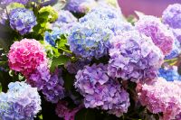 Hortensia - tuinplant van dit moment