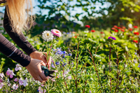 Start een pluktuin met deze tips
