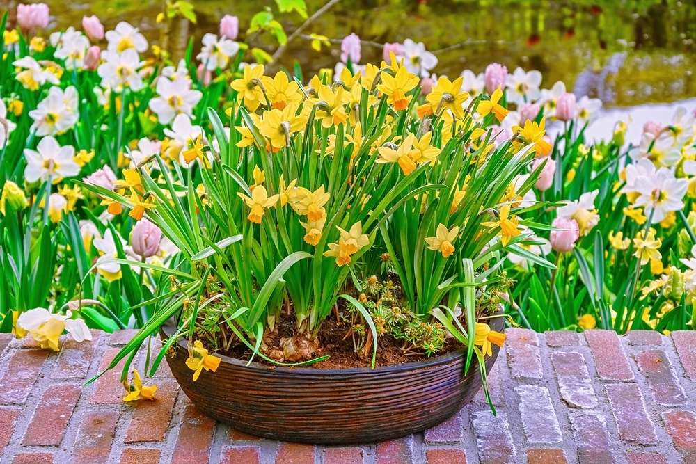 Tijd om bloembollen te planten! Plantenmaes