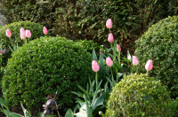 Tuinplant van de Maand april: Buxus