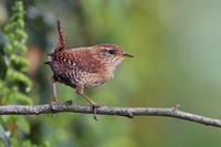 Vogels tellen en lokken tijdens Het Grote Vogelweekend