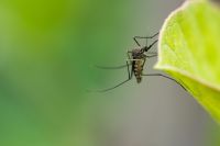 Weg met muggen en wespen