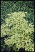 Aceraceae