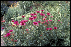 Asteraceae