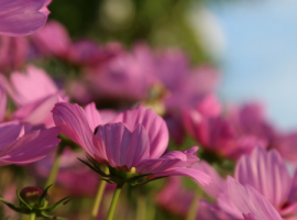 Groot assortiment tuinplanten