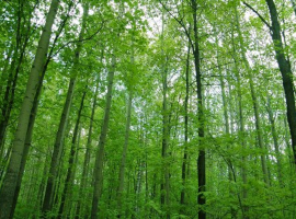 Bomen, heesters en coniferen