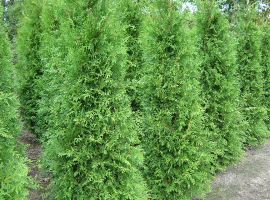 Bomen, heesters en coniferen