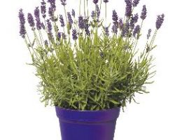 Lavendel in diverse soorten